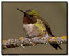 Ruby Throated Hummingbird, Orr, MN