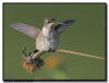 Ruby Throated Hummingbird, MN 