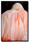 Greater Flamingo, Captive, Texas