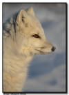 Arctic Fox Portrait