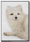 Arctic Fox Portrait
