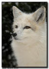 White Phase Arctic Fox  Portrait