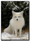 White Phase Arctic Fox 