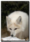 White Phase Arctic Fox 
