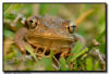 Tree Frog, Naples, Florida