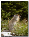 Columbian Ground Squirrel, Glacier NP