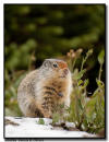 Columbian Ground Squirrel, Glacier NP