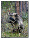 Grizzly Bear, Banff National Park