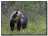 Grizzly Bear, Banff National Park