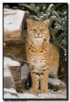 Bobcat in Snow, MN