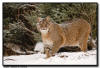 Bobcat in the Snow, MN
