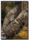 Bobcat Standing on a Birch Tree