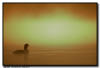 Common Loon at Sunrise, Minnesota 