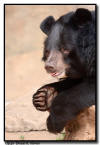 Asiatic Black Bear, Texas