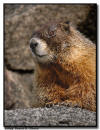 Yellow Bellied Marmot, Mt Evans, Colorado
