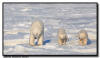 Polar Bear Sow and Twin Cubs