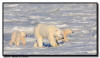 Polar Bear Sow and Twin Cubs on Sea Ice, Churchill, Manitoba