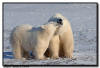 Polar Bear and Cub, Churchill, Manitoba