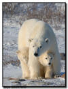 Polar Bear Sow Protecting Her Cubs, Churchill, Manitoba Sparring