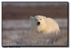 Polar Bear Portrait, Churchill, Manitoba