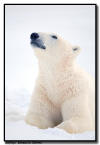 Polar Bear Portait, Churchill, Manitoba