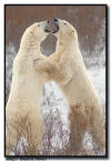 Polar Bears Sparring, Churchill, Manitoba