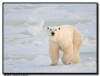 Wandering Polar Bear, Churchill, Manitoba 