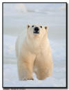 Polar Bear on Sea Ice, Churchill, Manitoba