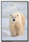 Polar Bear on Sea Ice, Churchill, Manitoba 