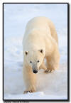 Wandering Polar Bear, Churchill, Manitoba 
