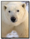 Polar Bear Close Up, Churchill, Manitoba