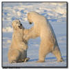 Polar Bears Sparring on Sea Ice, Churchill, Manitoba 