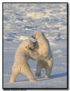 Dancing Bears, Churchill, Manitoba 