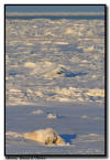 Polar Bear Cooling Off on Sea Ice, Churchill, Manitoba
