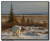 Polar Bear on the Tundra, Churchill, Manitoba 
