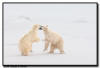 Sparring Polar Bears, Churchill, Manitoba 