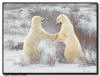 Polar Bears Sparring in the Willows, Churchill, Manitoba
