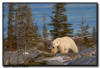 Polar Bear Environmental, Churchill, Manitoba