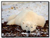 Polar Bear Kelp Bed, Churchill, Manitoba