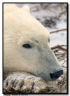 Polar Bear Close Up, Churchill Manitoba