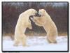 Sparring Polar Bears, Churchill, Manitoba