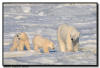 Polar Bear Sow and Twin Cubs, Churchill, Manitoba