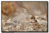 Morning Dove, Minnesota