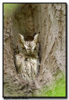Eastern Screech Owl, MN
