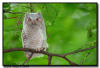 Eastern Screen Owl