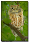 Eastern Screen Owl, MN