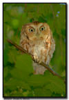 Eastern Screech Owl, MN