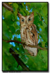 Eastern Screen Owl, MN