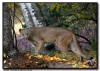Cougar in the Woods