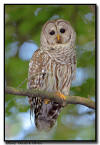 Barred Owl, Minnesota
